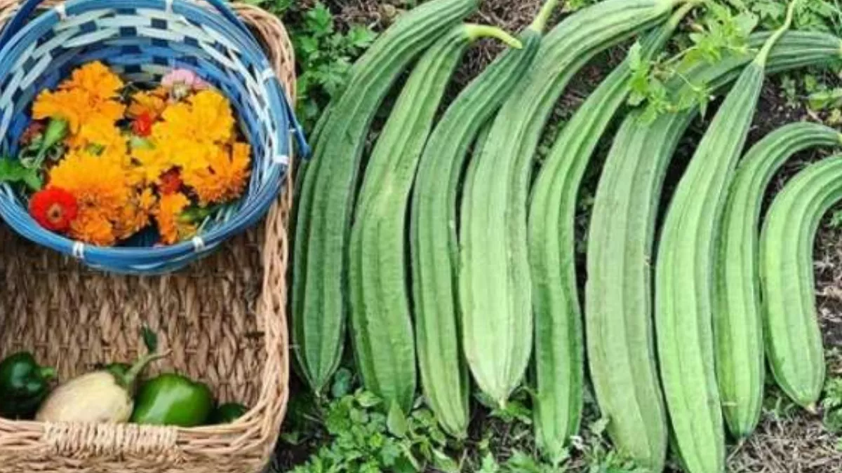 Ridge Gourd Benefits ridge-gourd-benefits