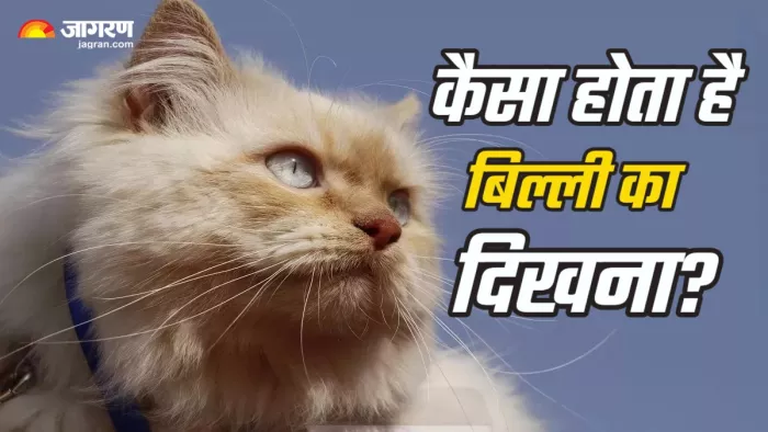 बिल्ली से जुड़े शुभ और अशुभ संकेत।