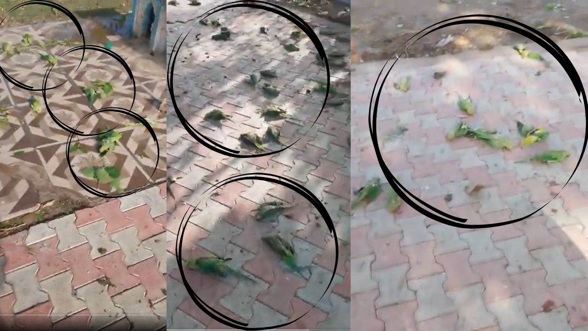 https://www.jagranimages.com/images/newimg/22052025/22_05_2025-jhansi_parrot_23943988.jpg