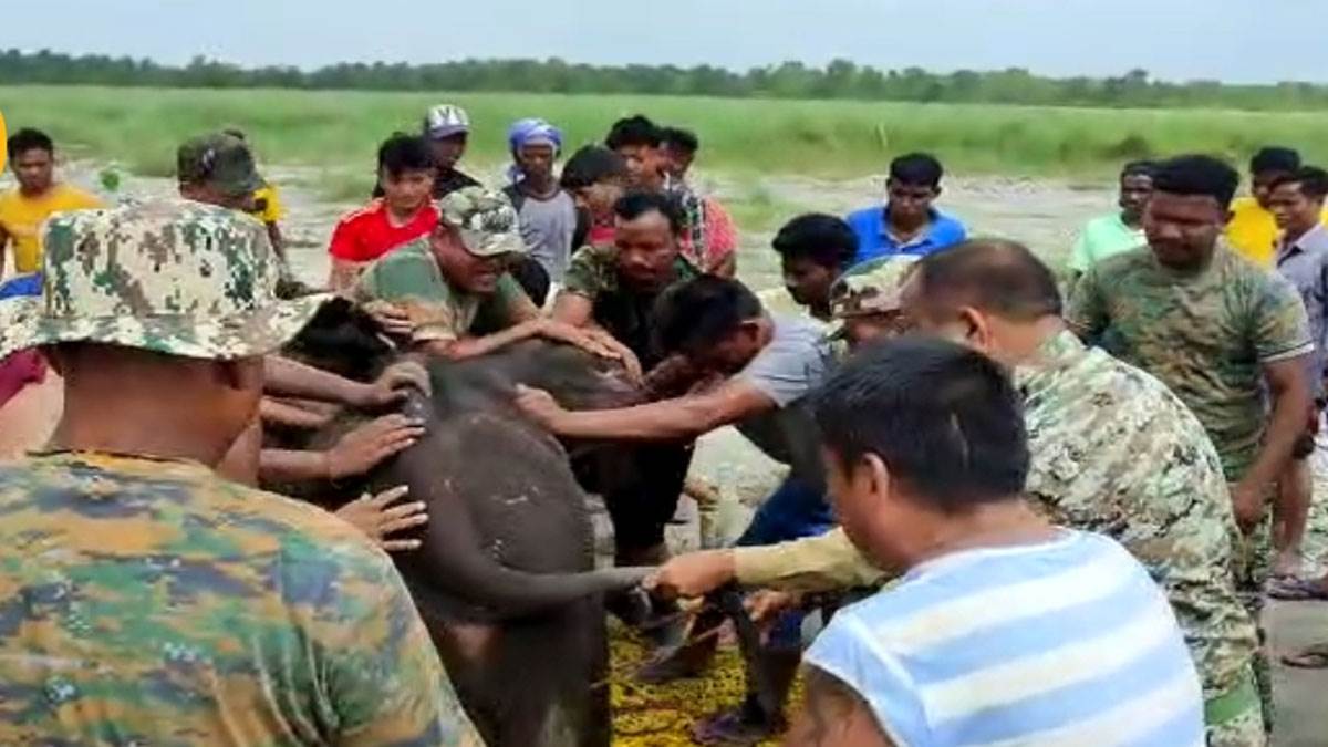 https://www.jagranimages.com/images/newimg/22062022/22_06_2022-elephant-calf-in-naxalbari_22826166_164519722.jpg