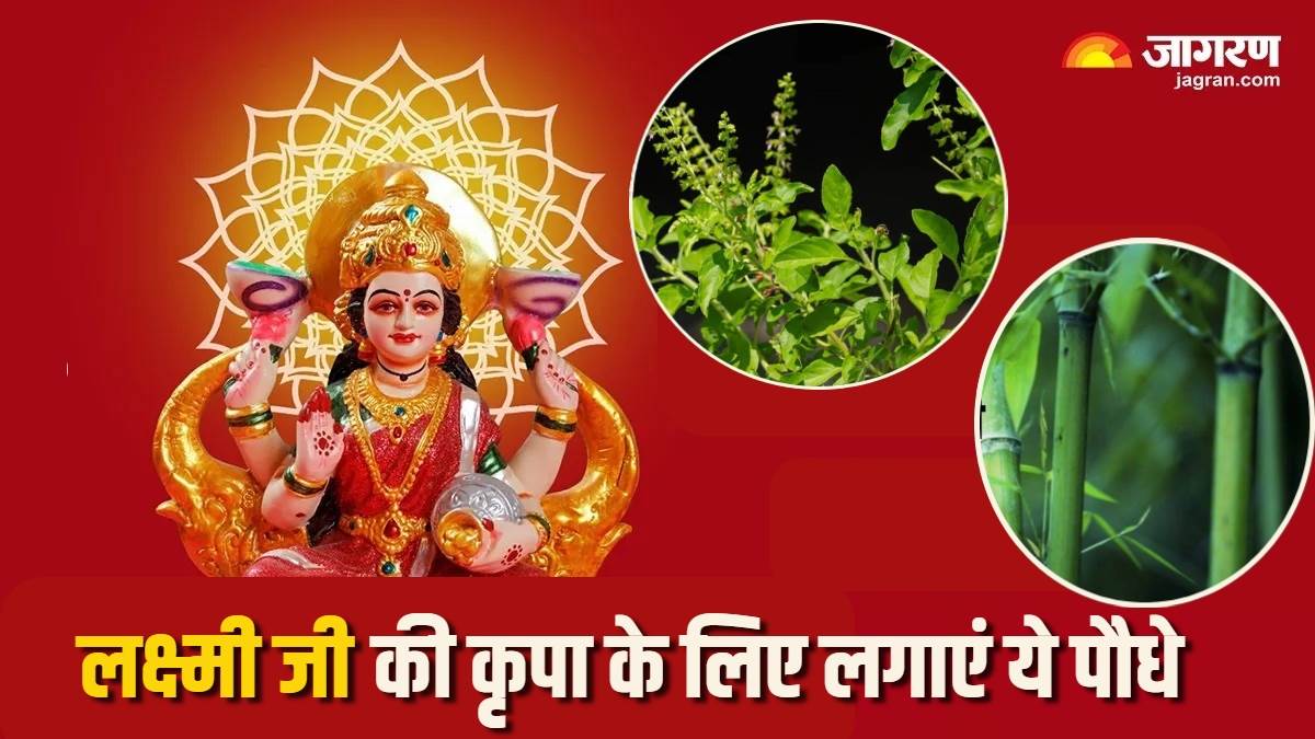 https://www.jagranimages.com/images/newimg/22062024/22_06_2024-vastu_tips_for_plants_5_23744043_125351892.jpg