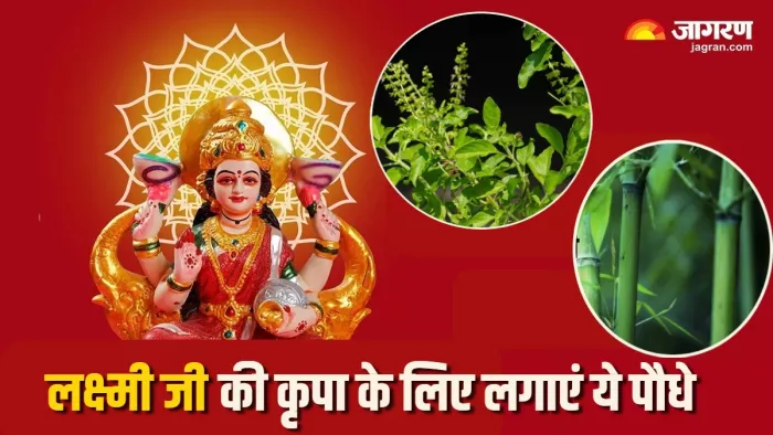 Vastu Tips For Plant: घर में लगाएं ये पौधे।