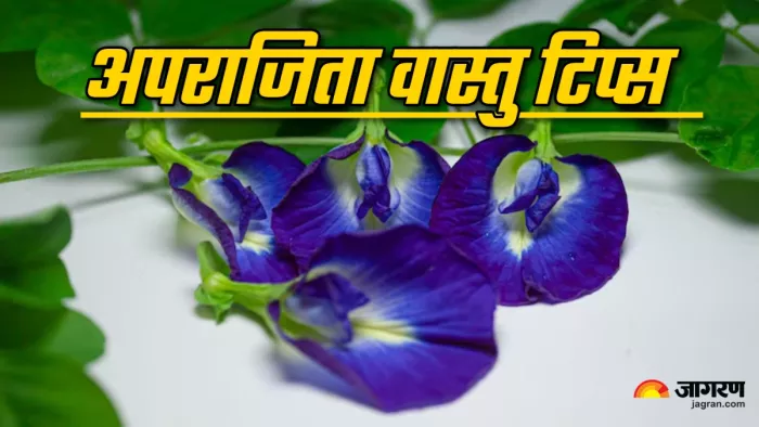 Aparajita Plant Vastu Tips in hindi (Picture Credit: Freepik)