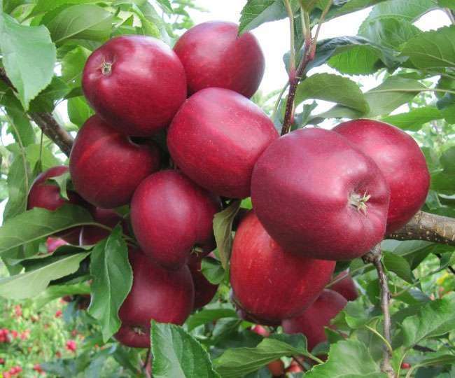 हिमाचल प्रदेश को सेब राज्य के रूप में भी जाना जाता है।