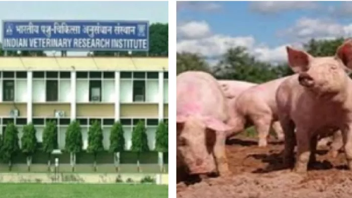 आइवीआरआइ के वैज्ञानिकों ने बरेली में एक सुअर में अफ्रीकन स्वाइन फीवर की पुष्टि की है।