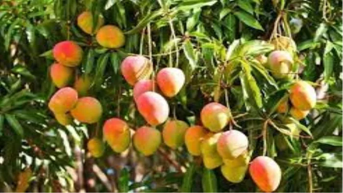 भारत में करीब 5000 वर्ष पहुंचा आम अब इतना खास बन चुका है कि इसके बिना बरसात अधूरी लगती है।