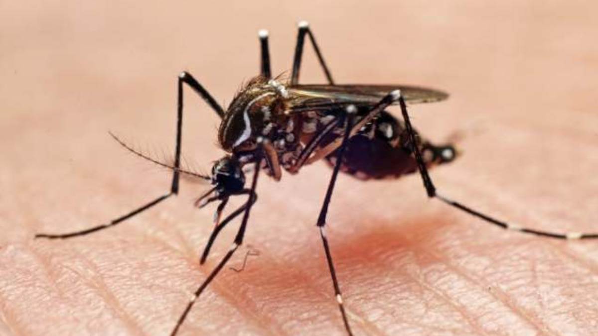 https://www.jagranimages.com/images/newimg/22072024/22_07_2024-chandipura_virus_23763085.jpg