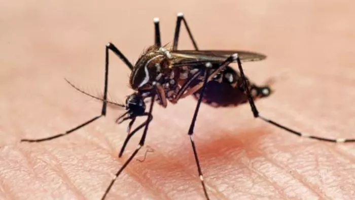 Chandipura virus: गुजरात में बढ़ता जा रहा चांदीपुरा वायरस का प्रकोप। (सांकेतिक फोटो)