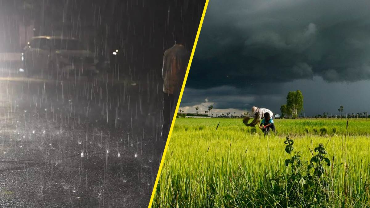 crops worth more than 55 thousand rupees submerged problems of farmers will increase again in haryana alert for five districts