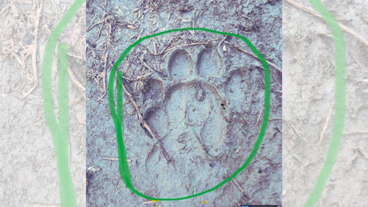 ncr new delhi city leopard scare grips yamuna biodiversity park