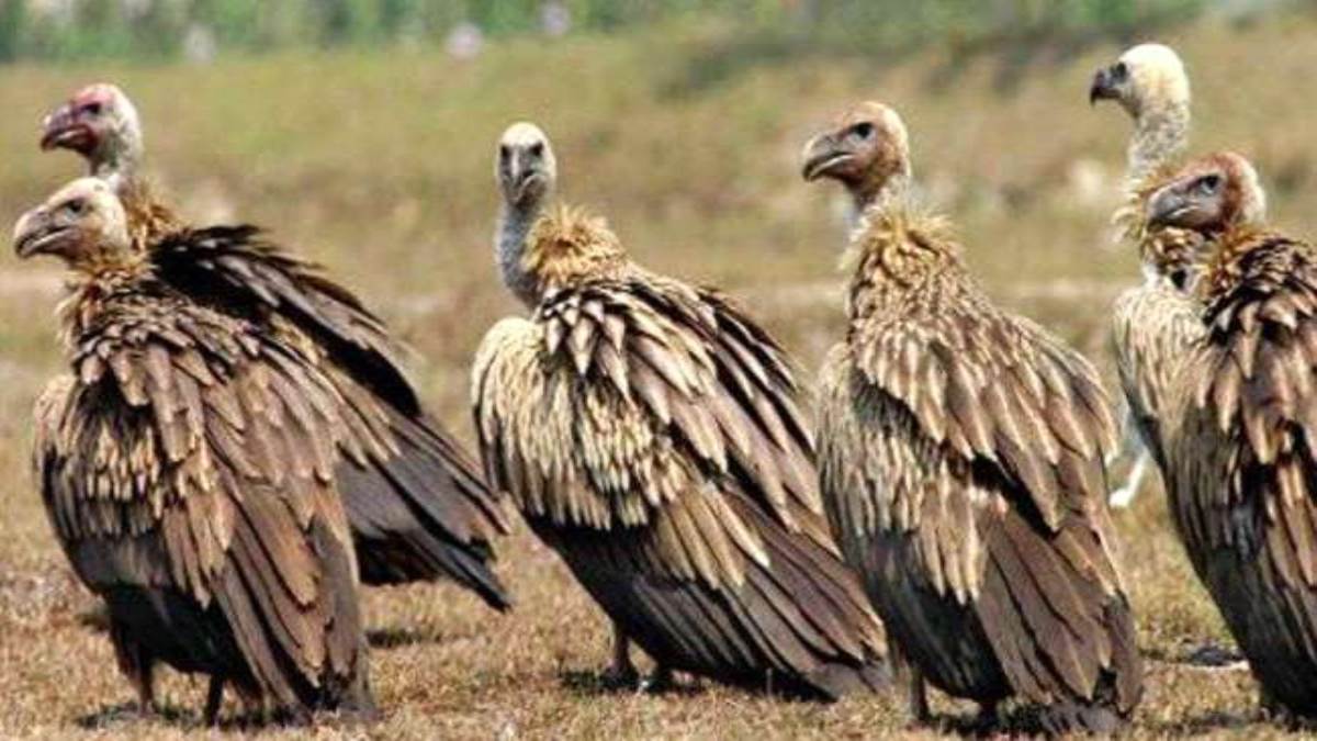 vulture conservation center to be built in gorakhpur