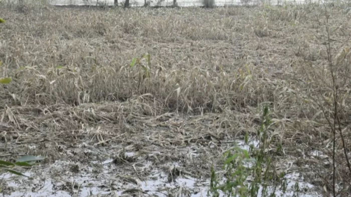फरीदाबाद में बाढ़ से बर्बाद हुई 8500 एकड़ फसल
