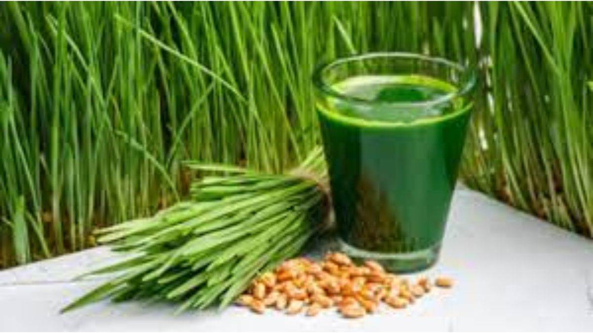 https://www.jagranimages.com/images/newimg/22082023/22_08_2023-wheatgrass_benefits_23507909.jpg