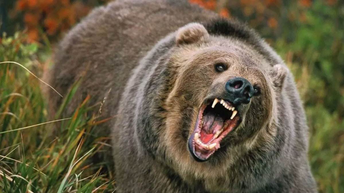 https://www.jagranimages.com/images/newimg/22082025/22_08_2025-bear_24021234.jpg