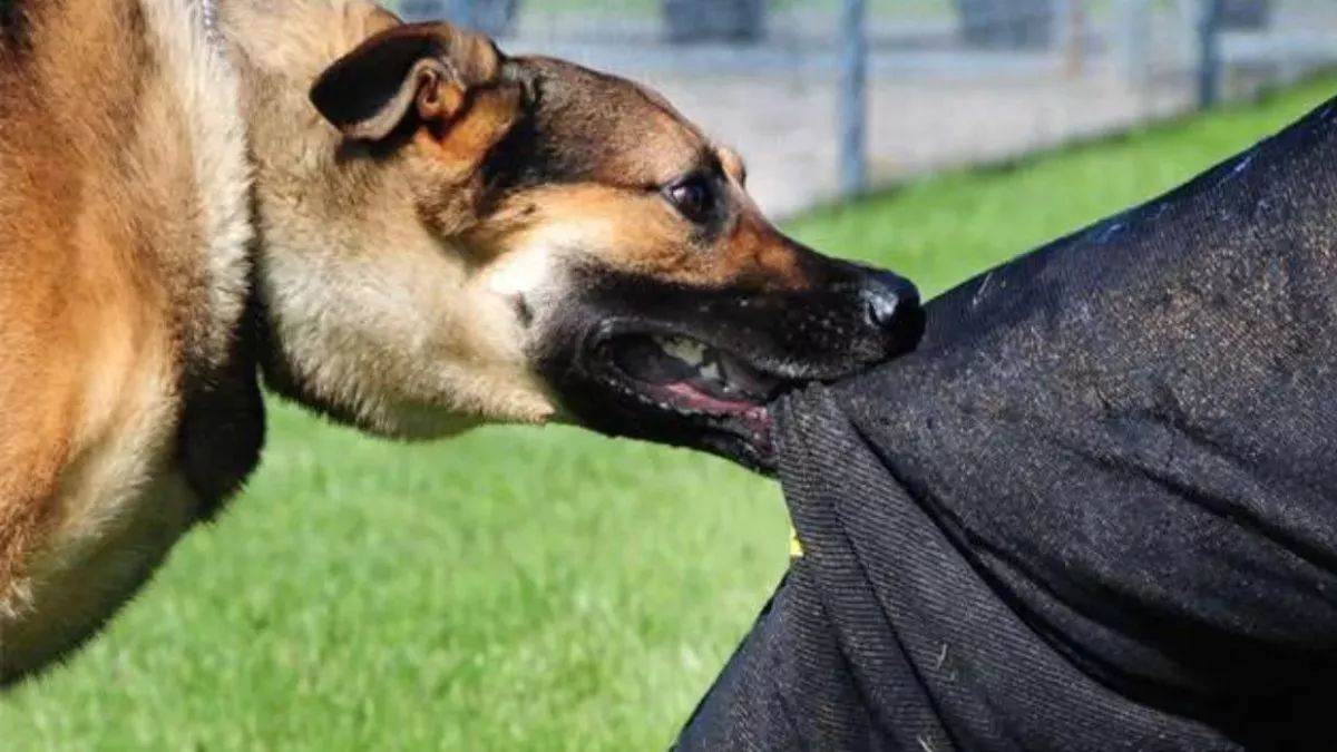 https://www.jagranimages.com/images/newimg/22082025/22_08_2025-dog_24021947_224814986.jpg
