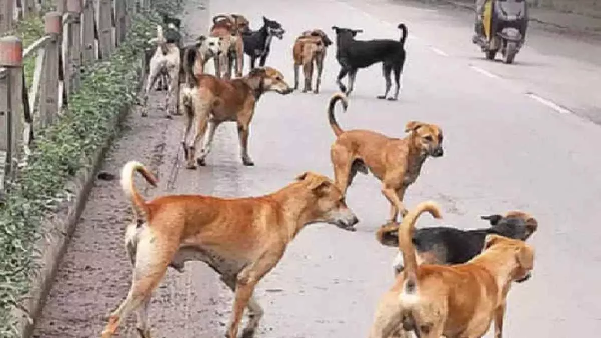Stray Dogs: यूपी के इस ज‍िले में आवारा कुत्तों के लिए बनेगा शेल्टर होम, तलाशी जा रही जमीन