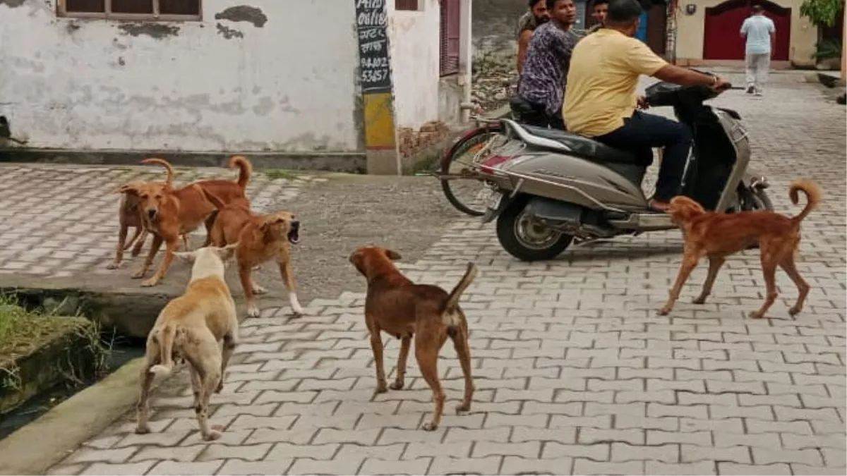https://www.jagranimages.com/images/newimg/22082025/22_08_2025-dog_news_24021346.jpg