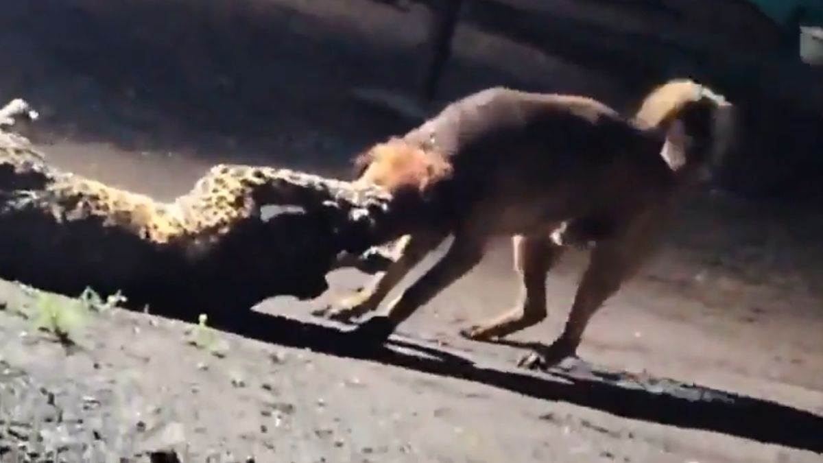 https://www.jagranimages.com/images/newimg/22082025/22_08_2025-leopard_vs_stray_dog_24021782.jpg