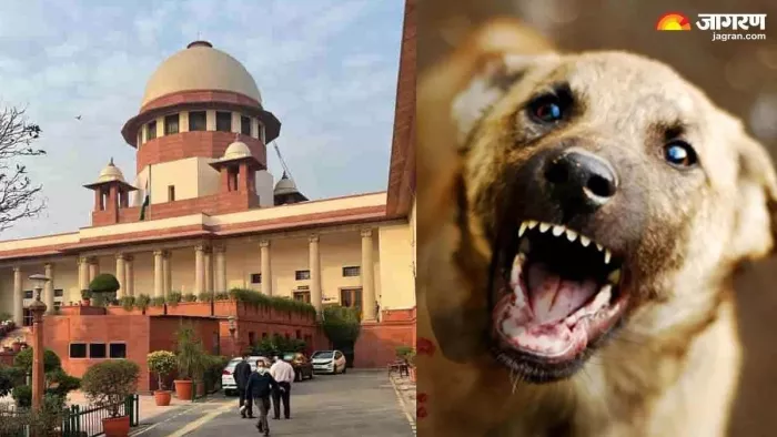 अब कुत्तों को सड़क पर खिलाया खाना पड़ेगा भारी