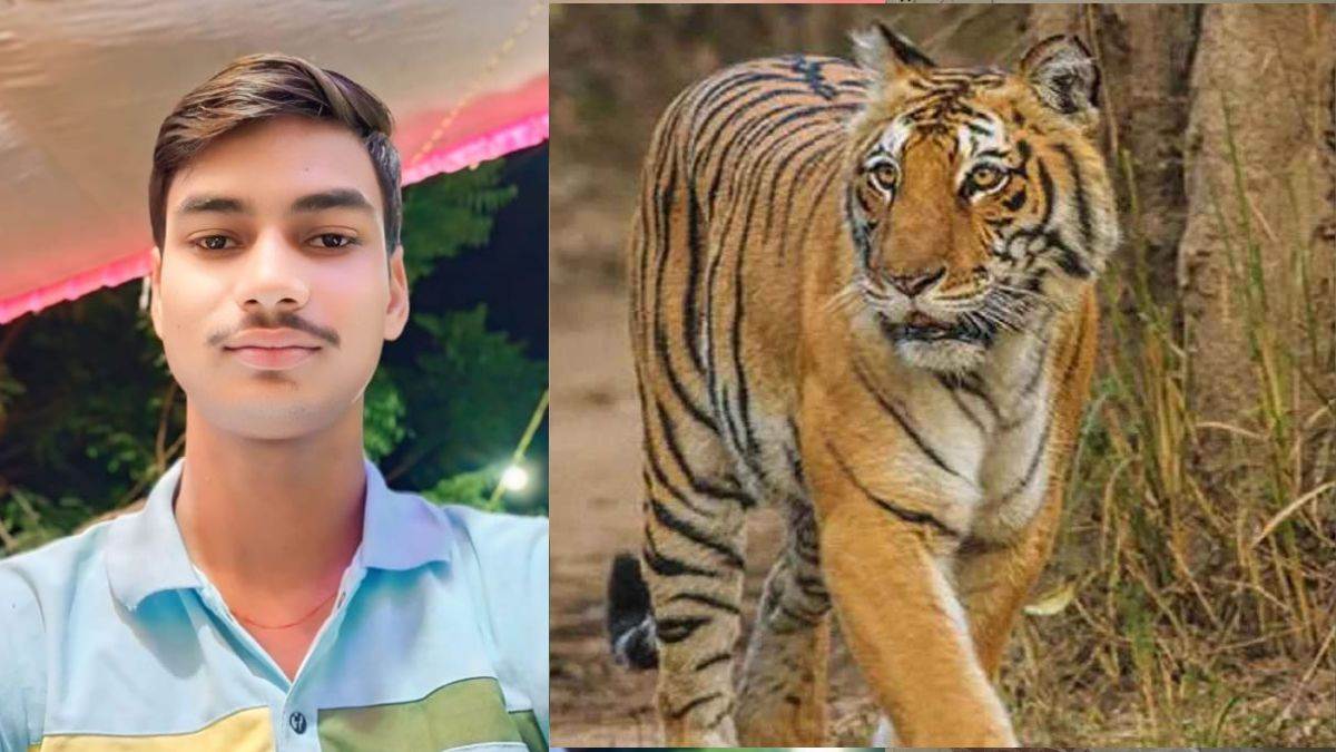 https://www.jagranimages.com/images/newimg/22082025/22_08_2025-tiger_attack_24021915.jpg