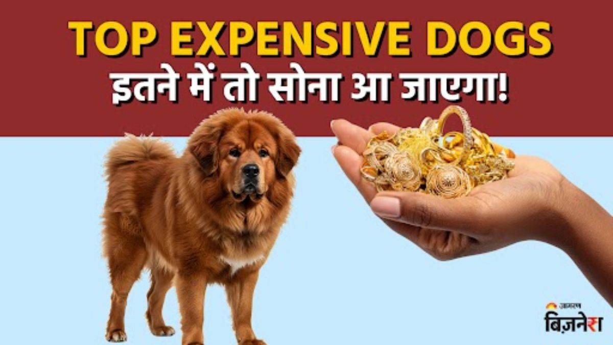 https://www.jagranimages.com/images/newimg/22082025/22_08_2025-top_exepnsive_dogs_24021398.jpg