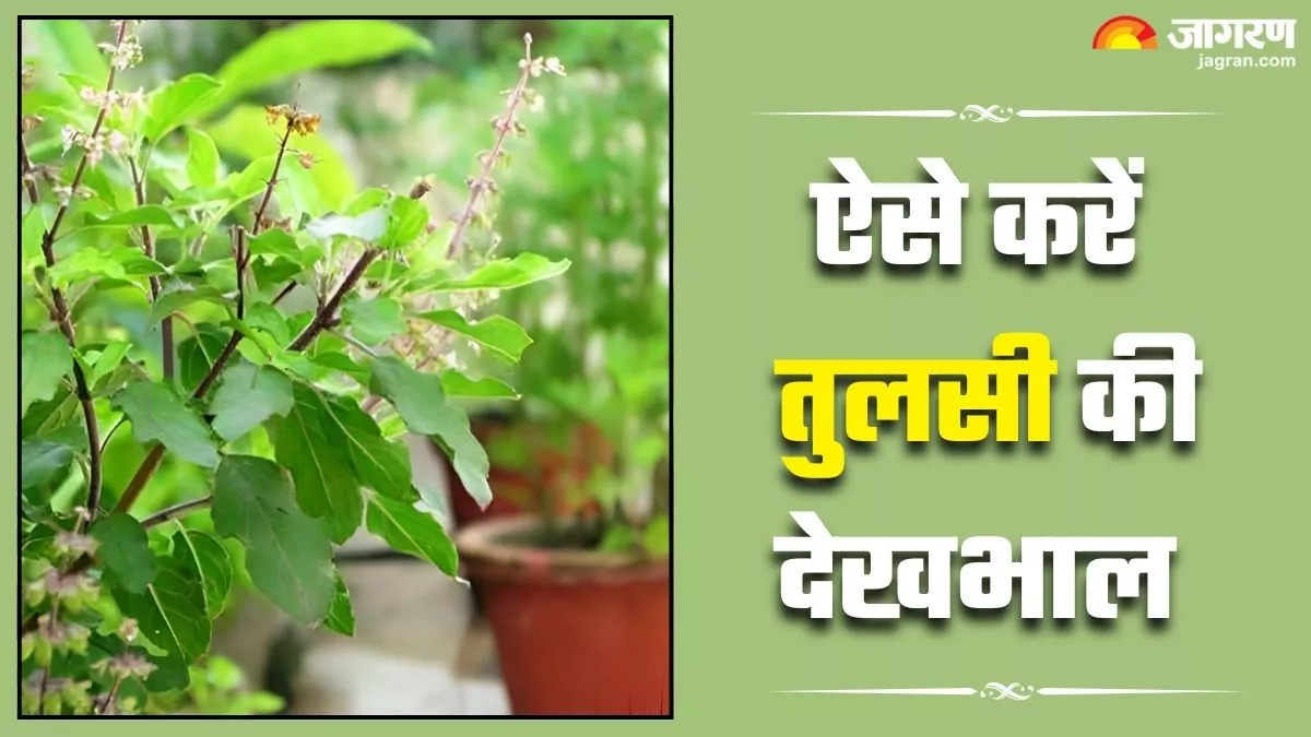 बरसात में पीला पड़ने लगा है तुलसी का पौधा, तो इस मैजिक घोल से बनाएं इसे बरगद जैसा हरा-भरा और घना