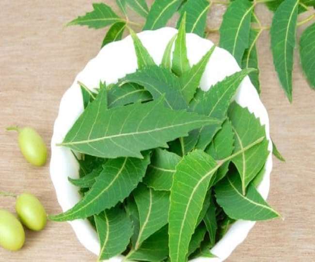Benefit of Neem Leaves डायबिटीज का सफल उपचार करता है नीम, जानिए