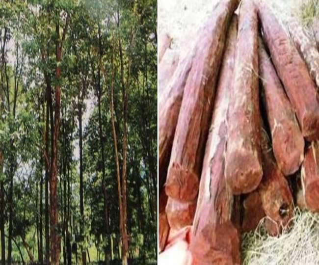 business idea strong demand of sandal wood in abroad there will be bumper earnings every month