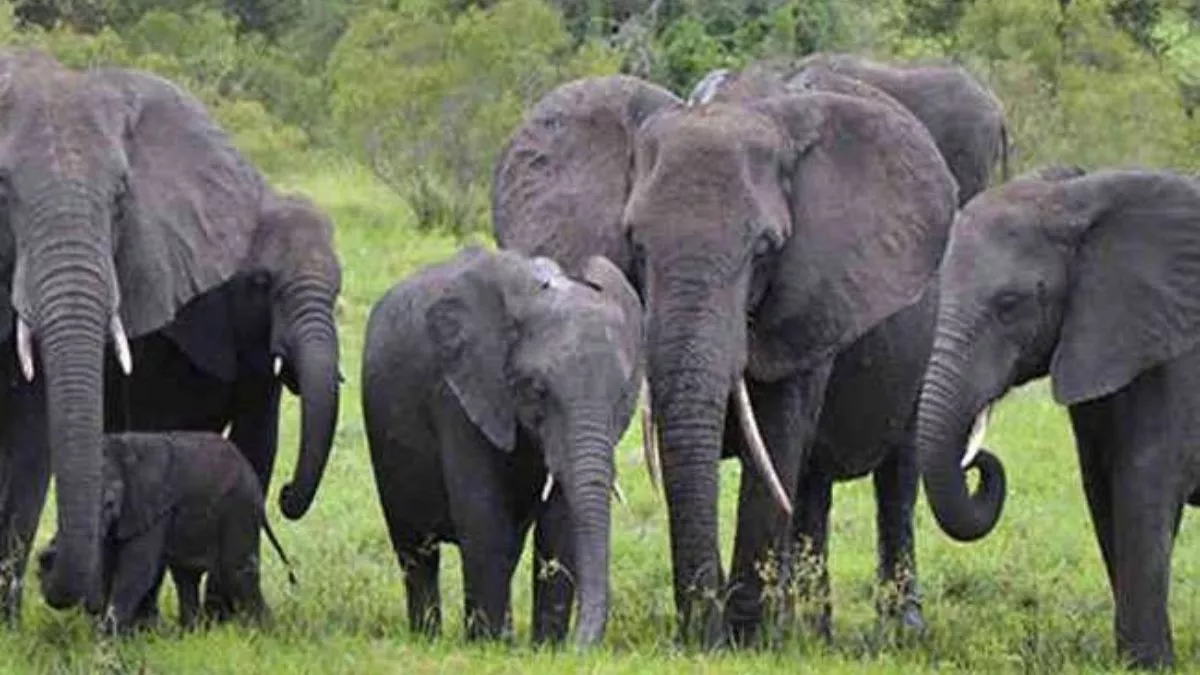 Raipur News: नन्हे शावक को रास आ रही वन विभाग की खातिरदारी! तीन बार हाथी दल को छोड़कर पहुंचा समडमा
