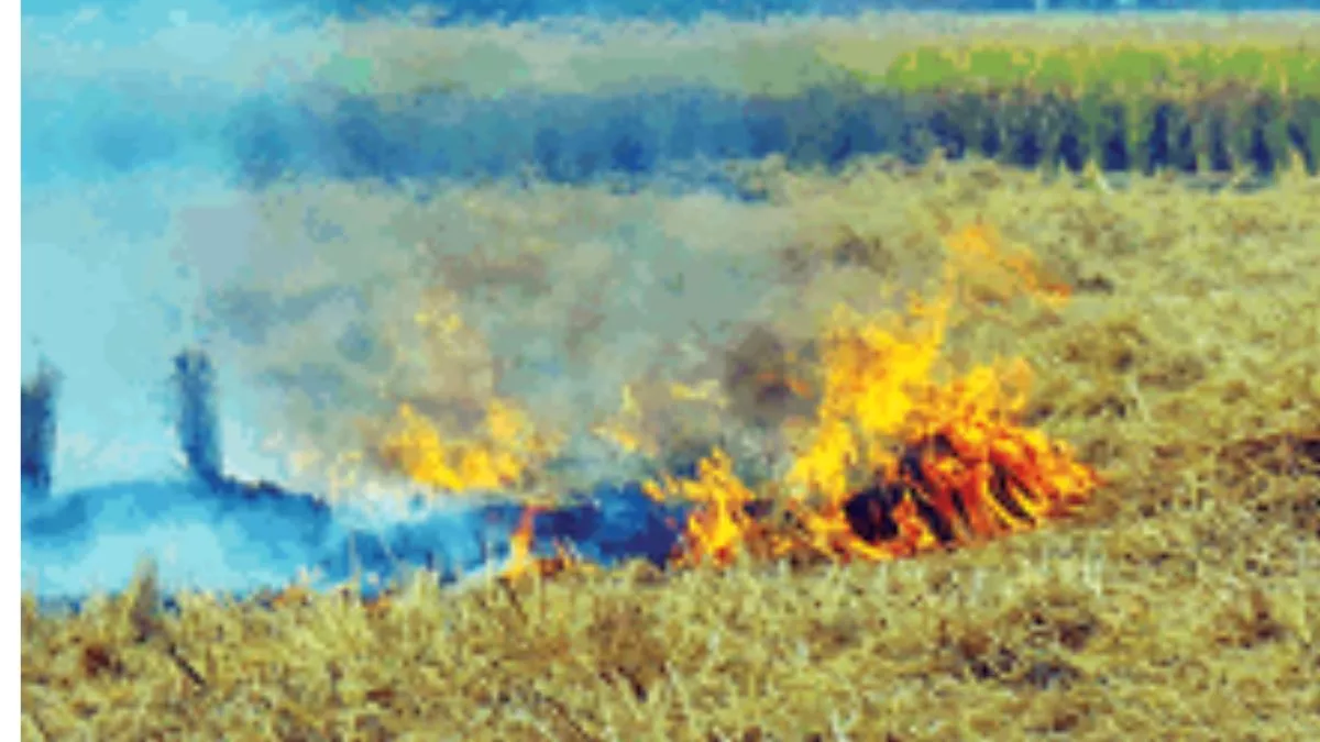 Stubble Burning In Punjab: पराली के साथ 170 करोड़ की नाइट्रोजन-सल्फर जला देते हैं किसान, पर्यावरण पर पड़ रहा असर