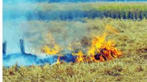 Stubble Burning In Punjab: पंजाब में किसान जला रहे पराली। (फाइल फाेटाे)