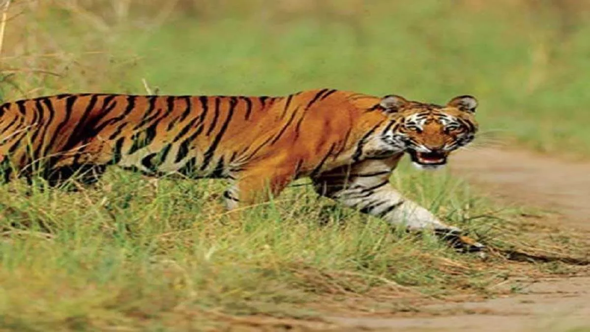 Champaran News: जहां किसान को मौत के घाट उतारा, उसी जगह फिर चहलकदमी करता दिखा बाघ
