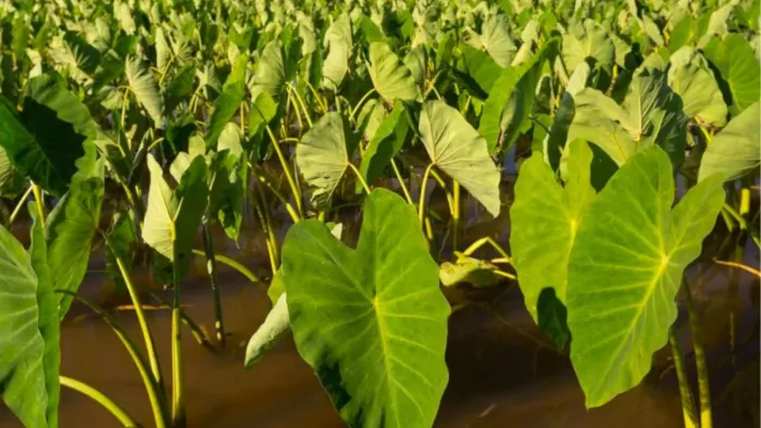 Arbi Leaves Benefits: सेहत के लिए बेहद फायदेमंद हैं अरबी के पत्ते