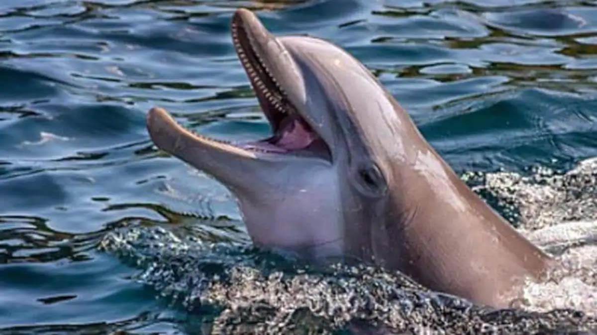 dolphin danger to the lives of dolphins in ganga at some places there is a net and at some places there is a problem in swimming