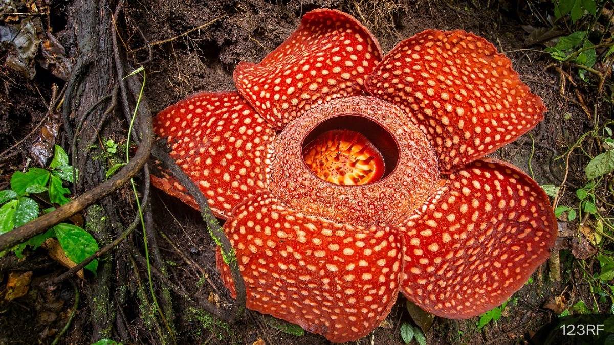 https://www.jagranimages.com/images/newimg/22092023/22_09_2023-exam_gk_on_rafflesia_23536818.jpg