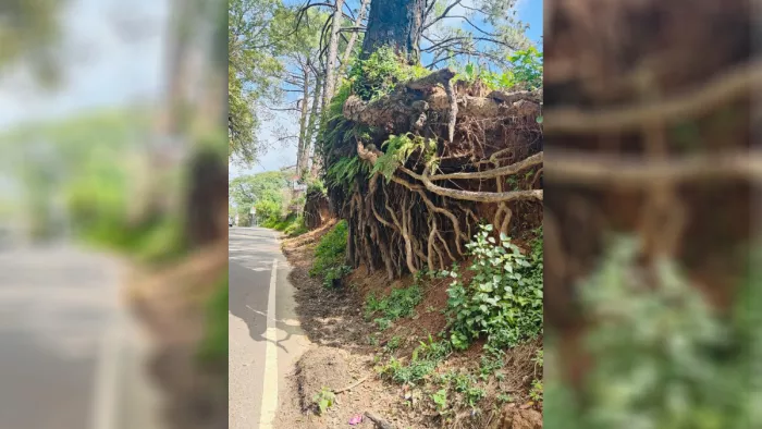 पठानकोट-मंडी राष्ट्रीय राजमार्ग पर खतरा बन रहे हैं सूखे पेड़