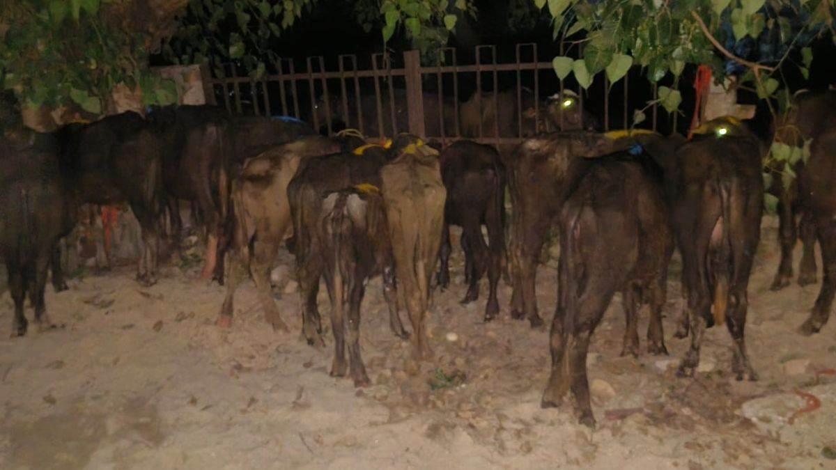 https://www.jagranimages.com/images/newimg/22092025/22_09_2025-bhains_1_24056690.jpg