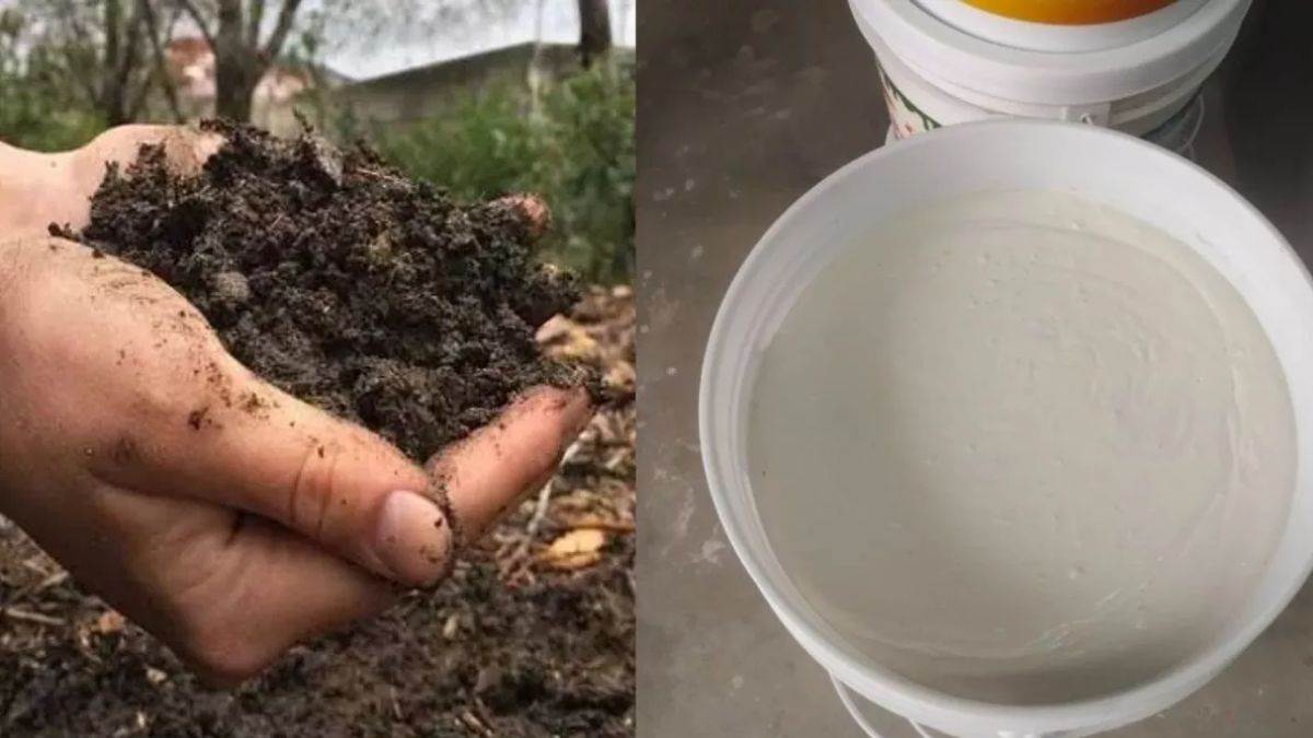 https://www.jagranimages.com/images/newimg/22092025/22_09_2025-cow_dung_24056356_18321132.jpg