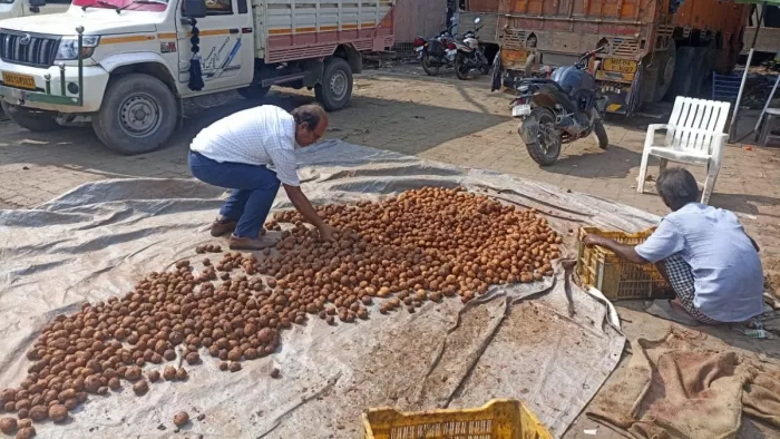 गेरुआ मिट्टी और केमिकल से बना रहे थे नया आलू, दो ट्रक जब्त