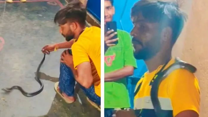 सांप को पकड़ता टिंकू। सौ. सोशल मीडिया