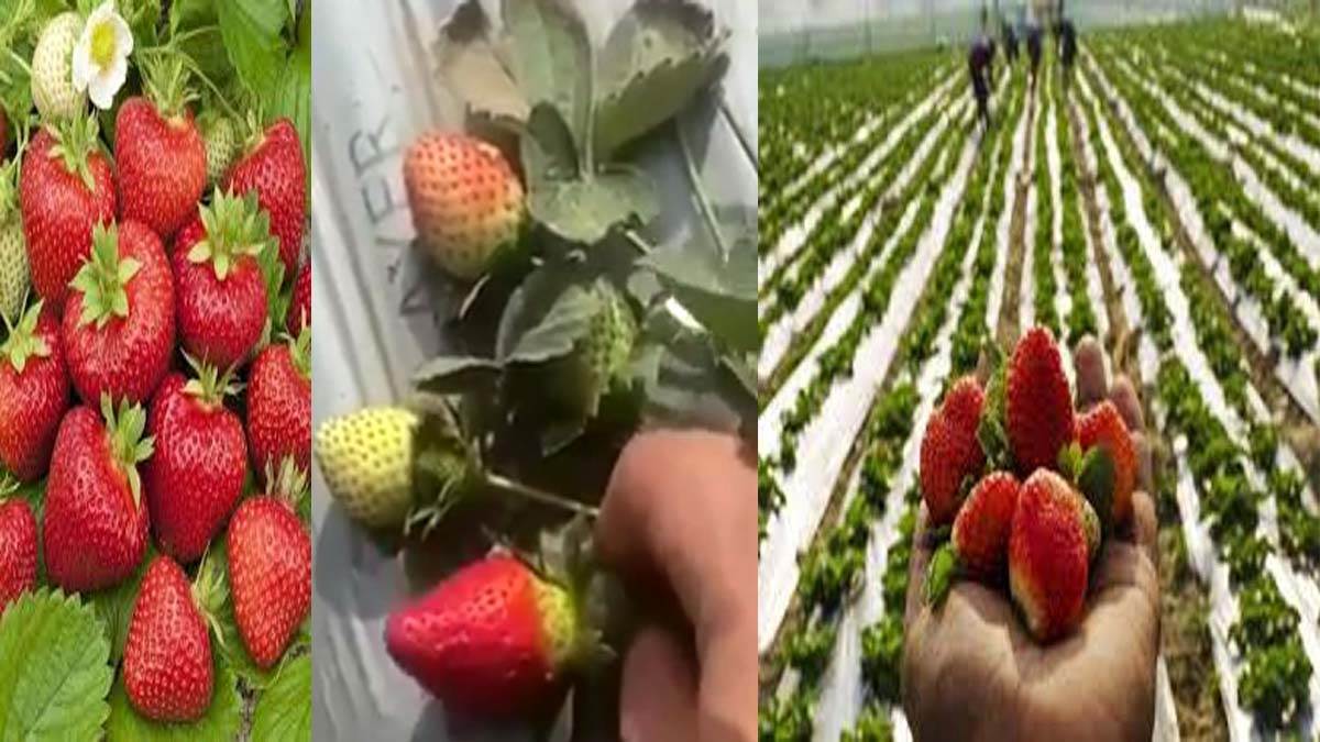 https://www.jagranimages.com/images/newimg/22092025/22_09_2025-strawberry_farming_24055608.jpg
