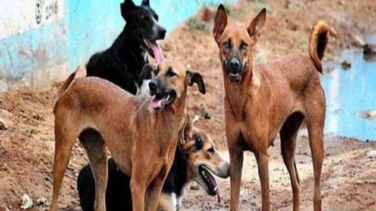 MP DOG ATTACK आवारा कुत्तों के हमले में 5 साल की बच्ची की मौत, घर में