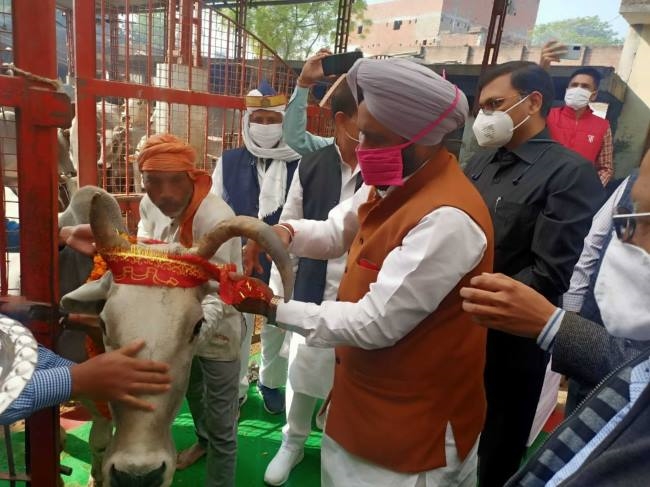 Cows worshiped at Gopashtami - Uttar Pradesh Rampur Local News