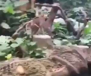 इस वीडियो में बंदर ने बैक फ्लिप कर लोगों का खूब मनोरंजन किया है।