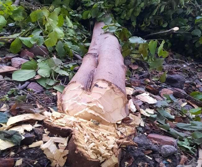 green trees were cut down in lalkurti area of meerut people complained video also went viral