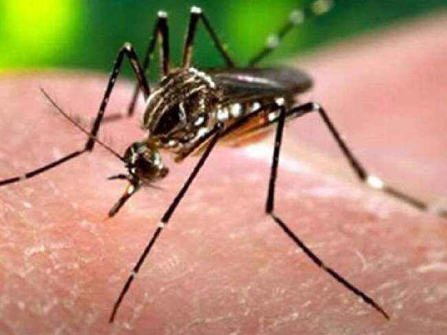 https://www.jagranimages.com/images/newimg/22112021/22_11_2021-zika_virus_pic_22228957_10515256.jpg