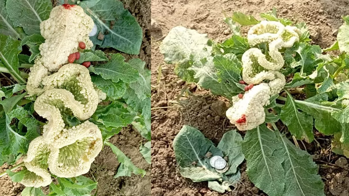 भागलपुर के किसान की खेत में फला अद्भुत गोभी, ईश्‍वरीय चमत्‍कार मानकर लोगों  ने की पूजा - Amazing cabbage grew in Bhagalpur's farmer's field, people  worshiped it considering it a divine ...