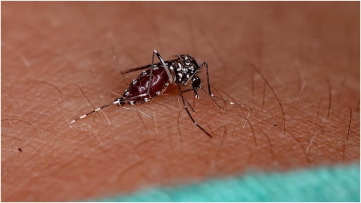 ncr noida dengue cases malaria department to take strict action if larvae found after notice in gautambuddha nagar