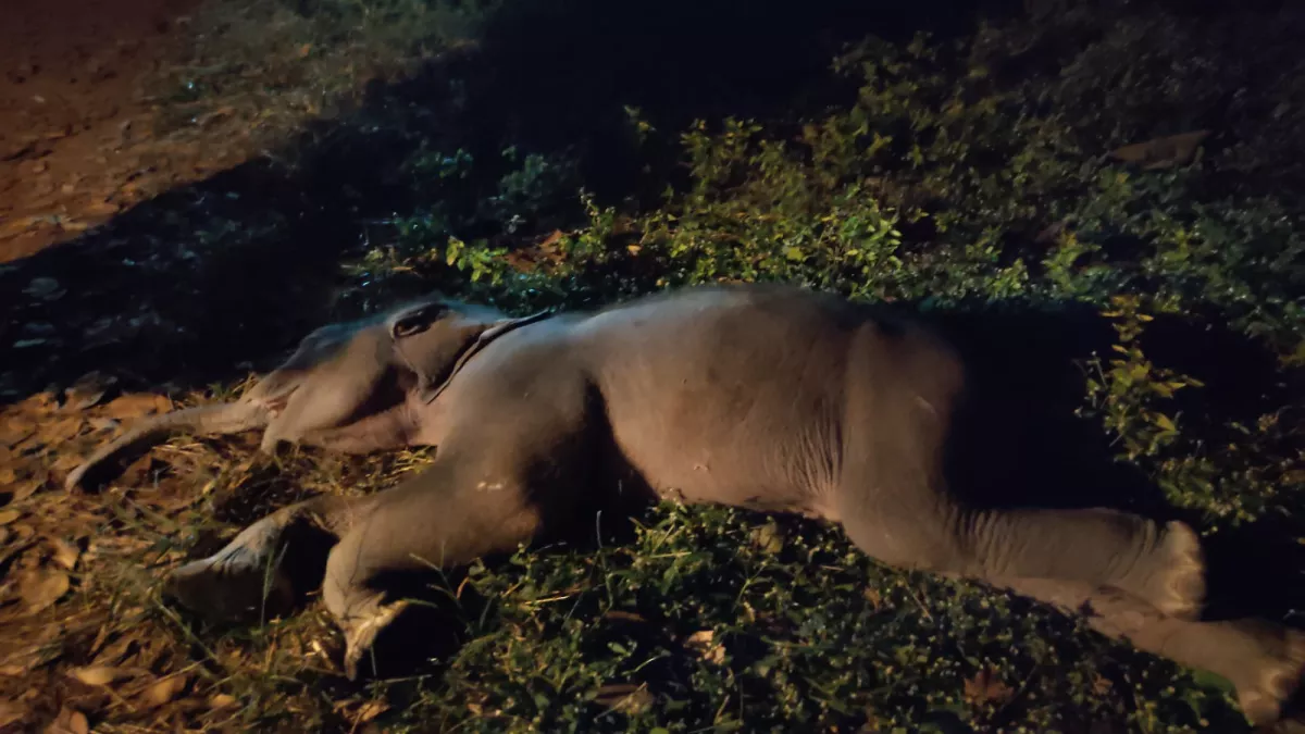 BIG BREAKING : चाईबासा के हाटगम्हरिया में तालाब में डूबकर डेढ़ माह के हाथी की मौत