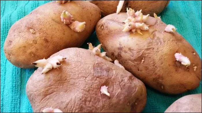 सेहत के लिए हानिकारक है अंकुरित आलू का सेवन